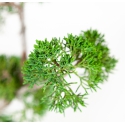 Juniperus chinensis - Ginepro - 50 cm