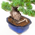 Pinus pentaphylla - Pine five needles - 34 cm