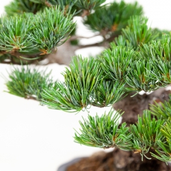 Pinus pentaphylla - Pin à cinq aiguilles - 34 cm