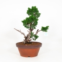Juniperus chinensis - Juniper - 58 cm