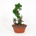 Juniperus chinensis - Juniper - 58 cm