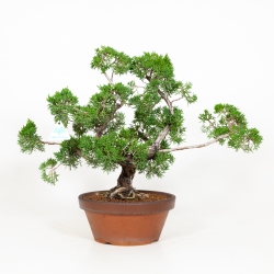 Juniperus chinensis - Juniper - 44 cm