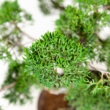 Juniperus chinensis - Genévrier de Chine - 44 cm