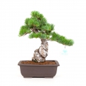 Pinus Pentaphylla - Pino - 36 cm