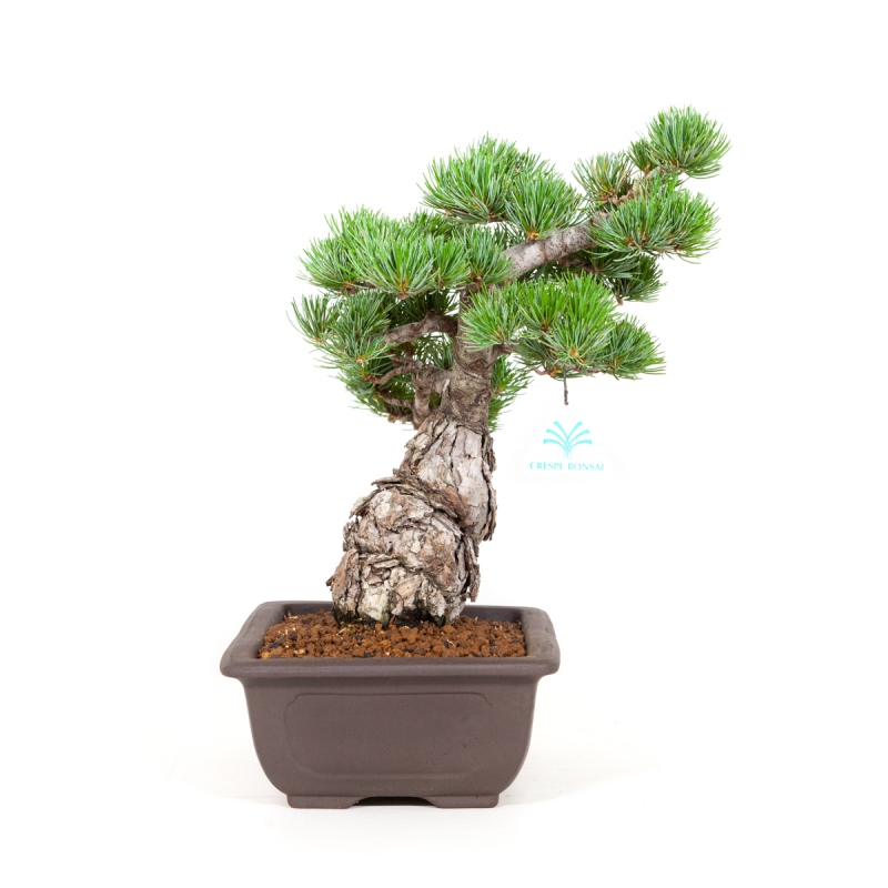 Pinus Pentaphylla - Pino - 36 cm