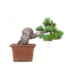 Pinus Pentaphylla - Pin à cinq aiguilles - 35 cm