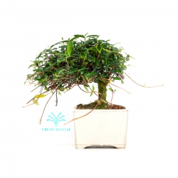 Trachelospermum asiaticum - 15 cm