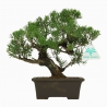 Juniperus chinensis  - Ginepro - 23 cm