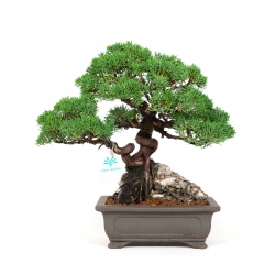 Juniperus chinensis - Ginepro - 36 cm