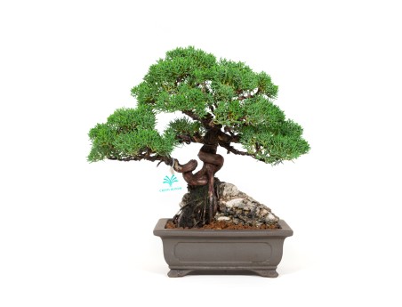 Juniperus chinensis - Juniper - 36 cm