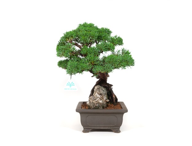 Juniperus chinensis - Wacholder - 36 cm 2