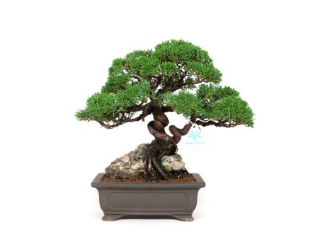 Juniperus chinensis - Wacholder - 36 cm