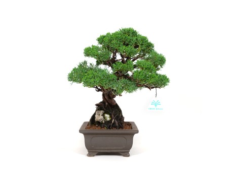 Juniperus chinensis - Wacholder - 36 cm