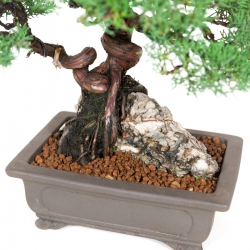 Juniperus chinensis - Jeneverbes - 36 cm
