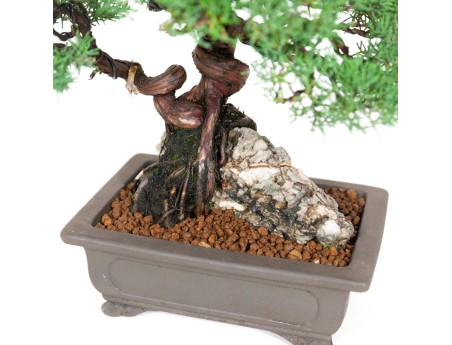 Juniperus chinensis - Jeneverbes - 36 cm