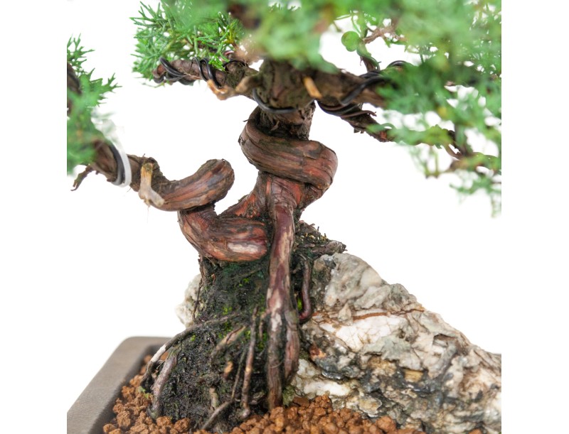 Juniperus chinensis - Juniper - 36 cm