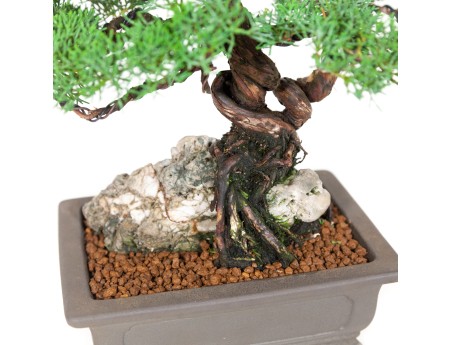 Juniperus chinensis - Wacholder - 36 cm