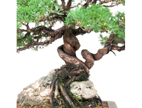 Juniperus chinensis - Juniper - 36 cm