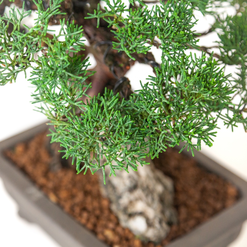 Juniperus chinensis - Ginepro - 36 cm