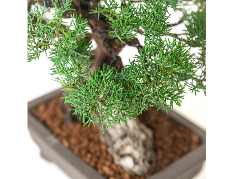 Juniperus chinensis - Juniper - 36 cm
