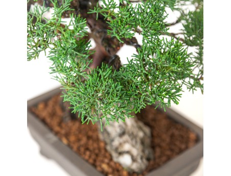 Juniperus chinensis - Enebro - 36 cm