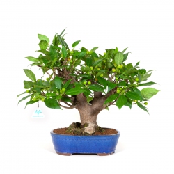 Ficus erecta - Fico - 41 cm