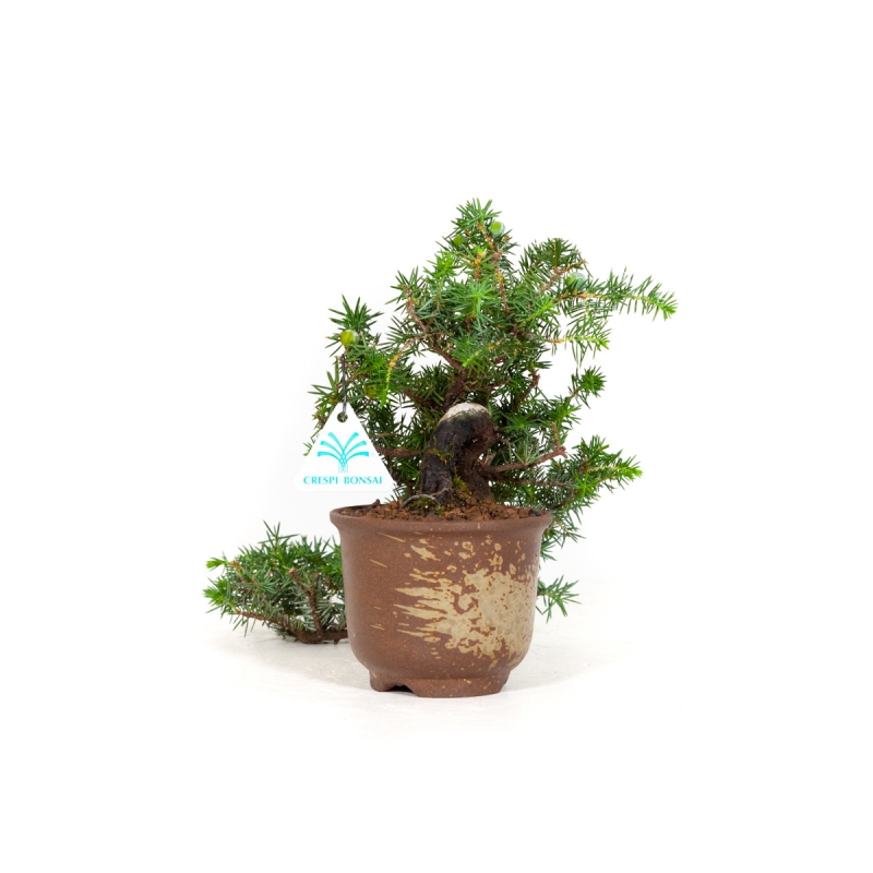 Juniperus rigida - Ginepro ad aghi - 22 cm