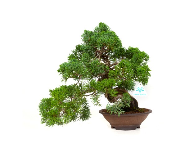 Juniperus chinensis - Jeneverbes - 37 cm