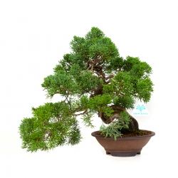 Juniperus chinensis - Juniper - 37 cm
