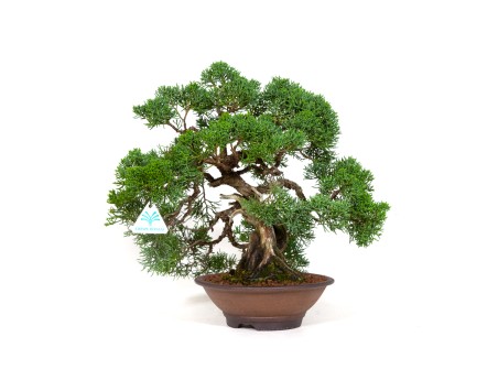 Juniperus chinensis - Ginepro - 37 cm