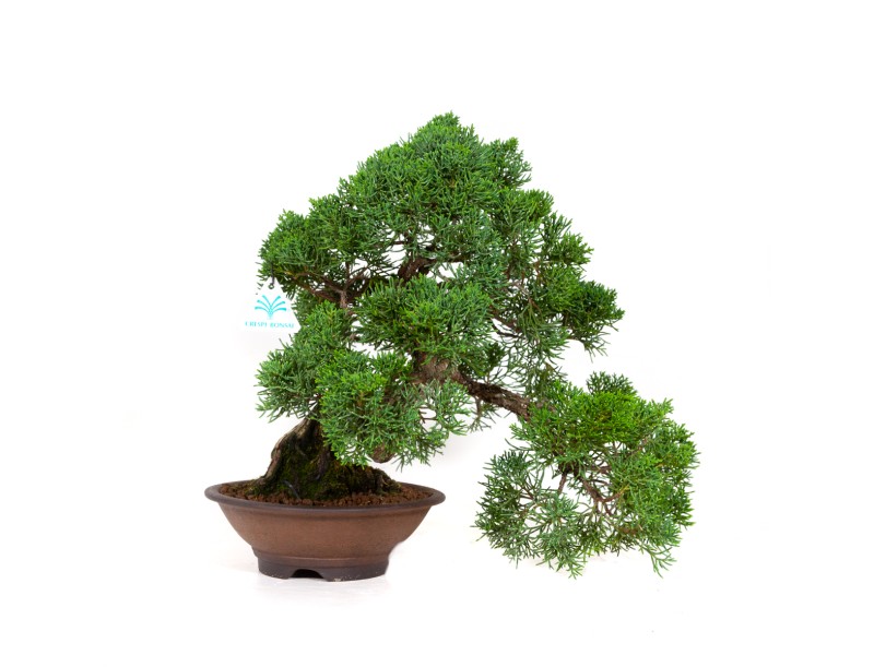 Juniperus chinensis - Enebro - 37 cm