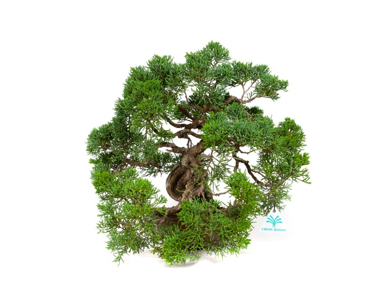 Juniperus chinensis - Wacholder - 37 cm