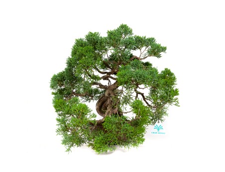 Juniperus chinensis - Ginepro - 37 cm