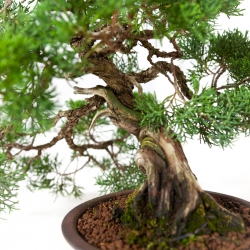 Juniperus chinensis - Genévrier de Chine - 37 cm