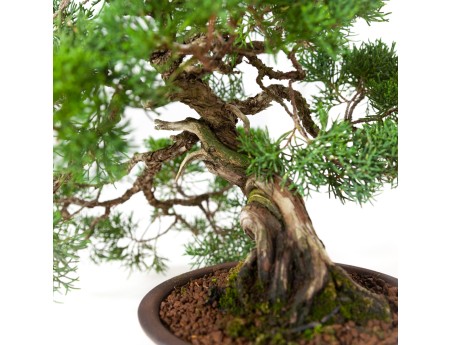 Juniperus chinensis - Ginepro - 37 cm