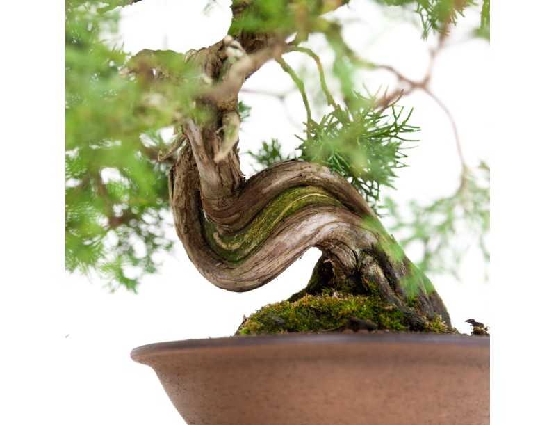 Juniperus chinensis - Wacholder - 37 cm