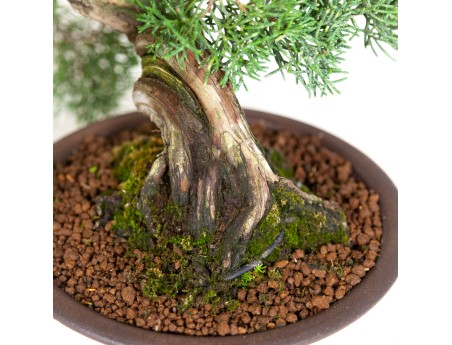 Juniperus chinensis - Genévrier de Chine - 37 cm