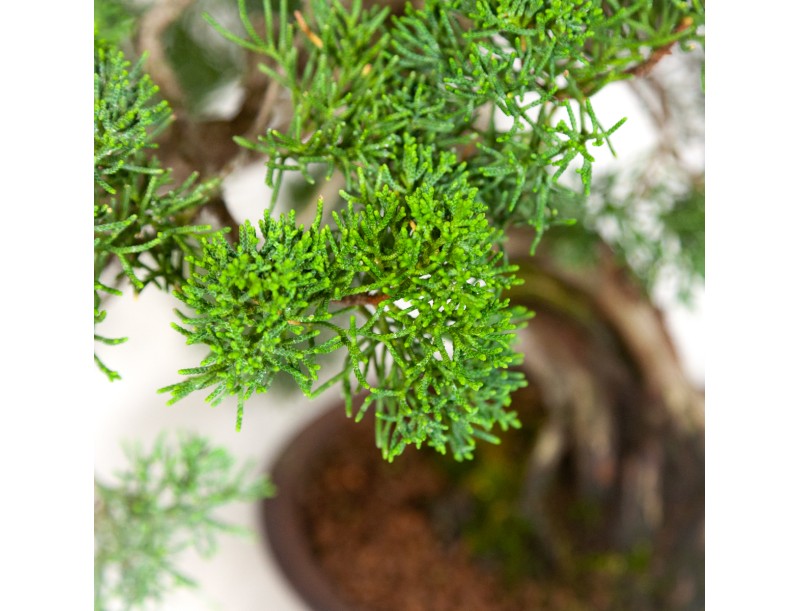 Juniperus chinensis - Enebro - 37 cm