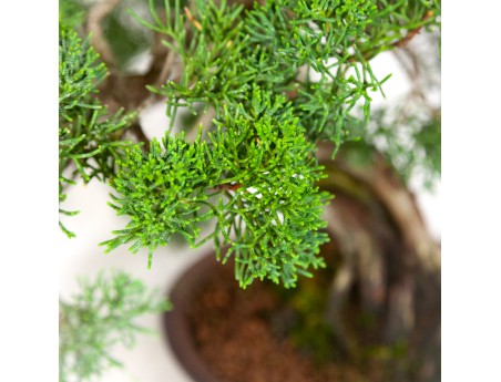 Juniperus chinensis - Ginepro - 37 cm
