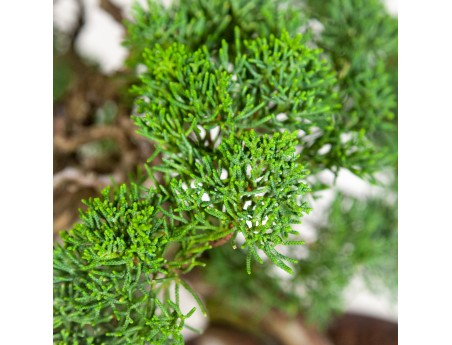 Juniperus chinensis - Jeneverbes - 37 cm