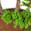Cryptomeria japonica - Japanese cedar - 82 cm