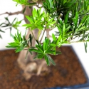 Podocarpus macrophylla - 61 cm