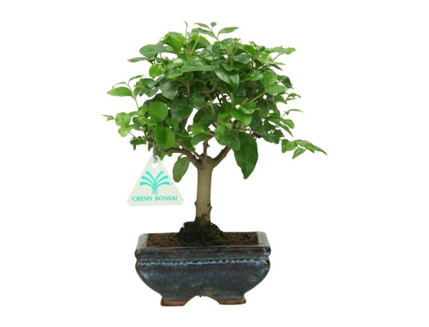 Ligustrum - Ligustro - 22 cm