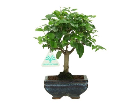 Ligustrum – Privet – 22 cm