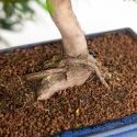 Podocarpus macrophylla - 64 cm
