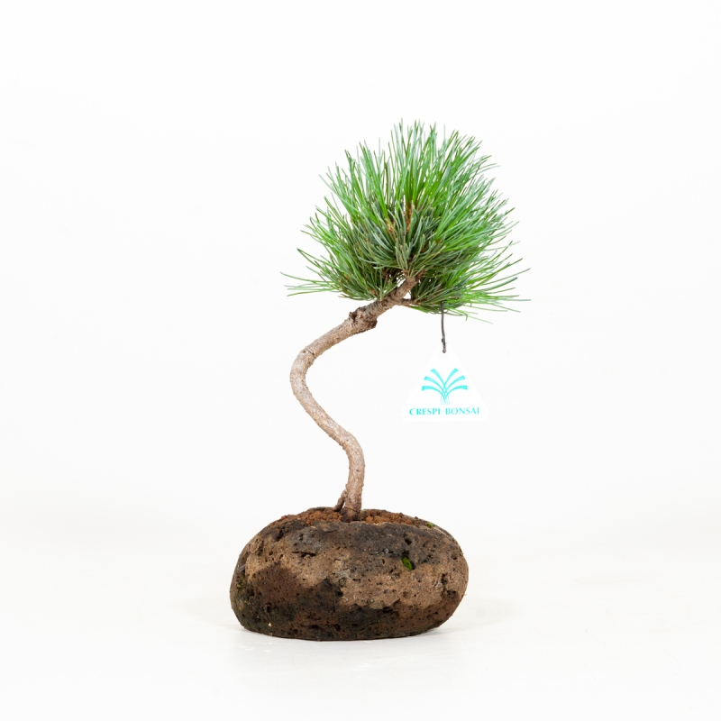 Pinus pentaphylla - Pino - 26 cm