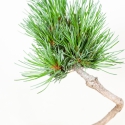 Pinus pentaphylla - Pino - 26 cm