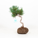 Pinus pentaphylla - Pin à cinq aiguilles - 25 cm