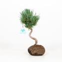 Pinus pentaphylla - Pin à cinq aiguilles - 25 cm