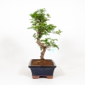 Zanthoxylum - Pepper tree - 45 cm